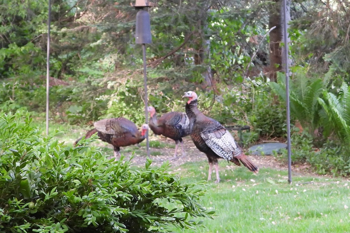 Guajolote Gallipavo - ML642081871