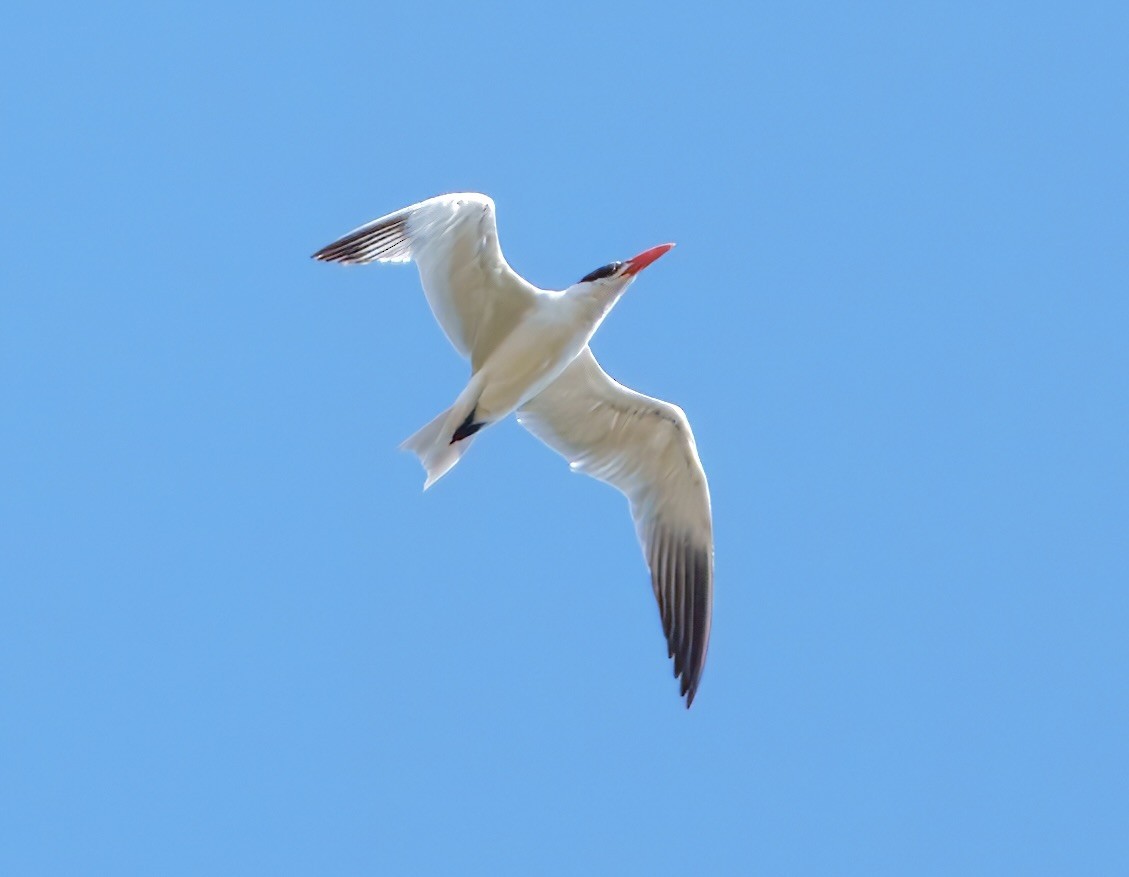 Caspian Tern - ML642081885