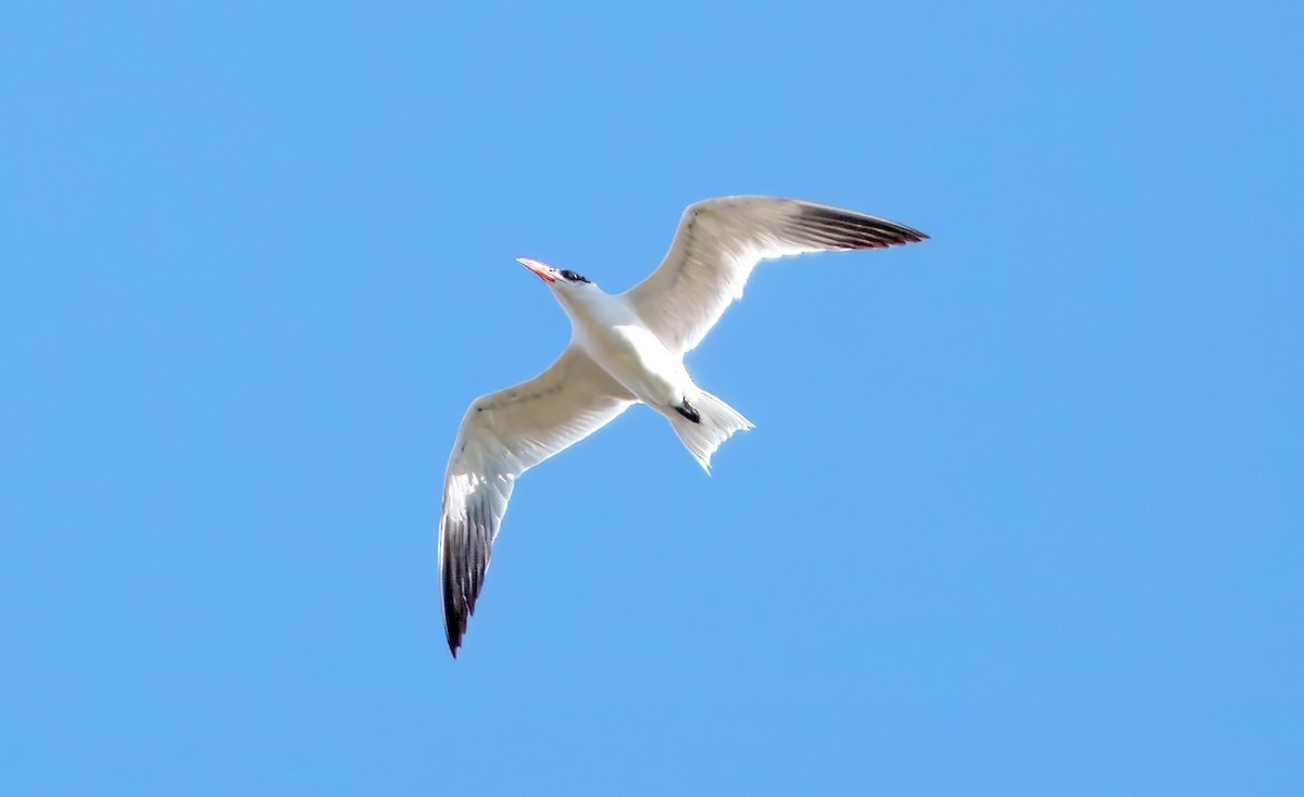Caspian Tern - ML642081886