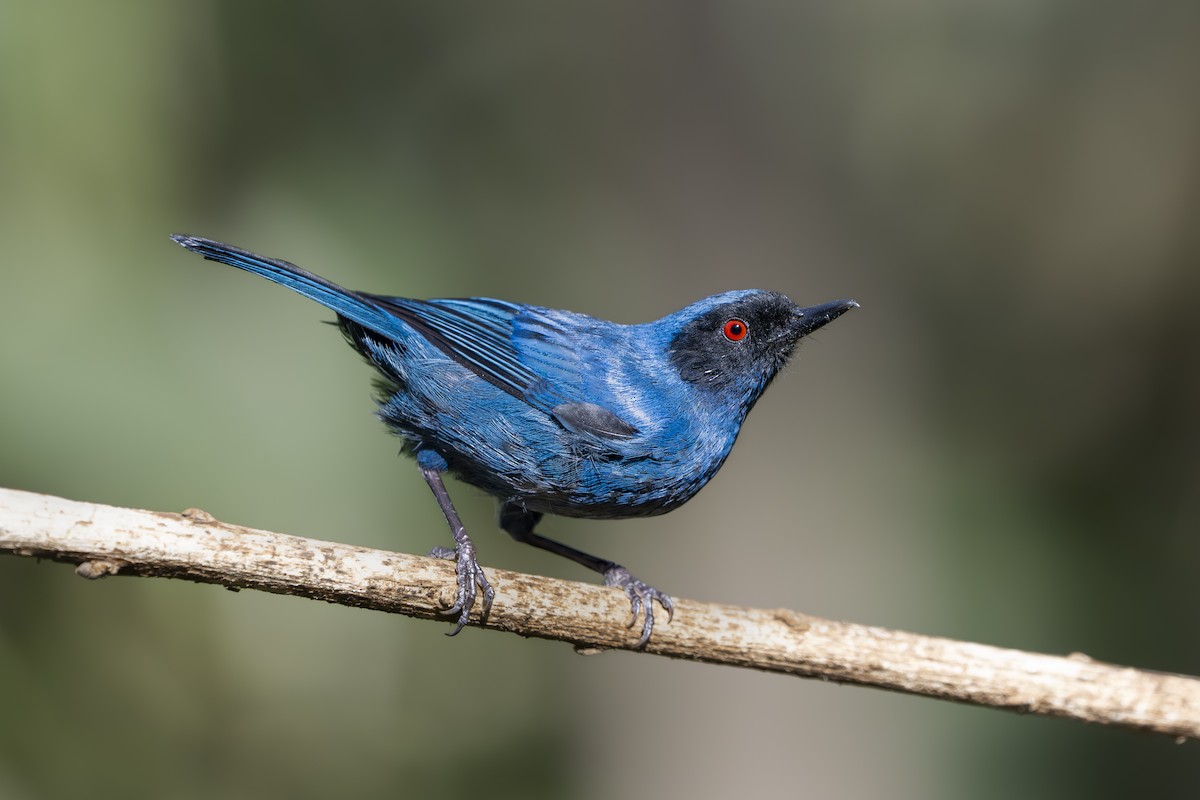 Masked Flowerpiercer - ML642081910