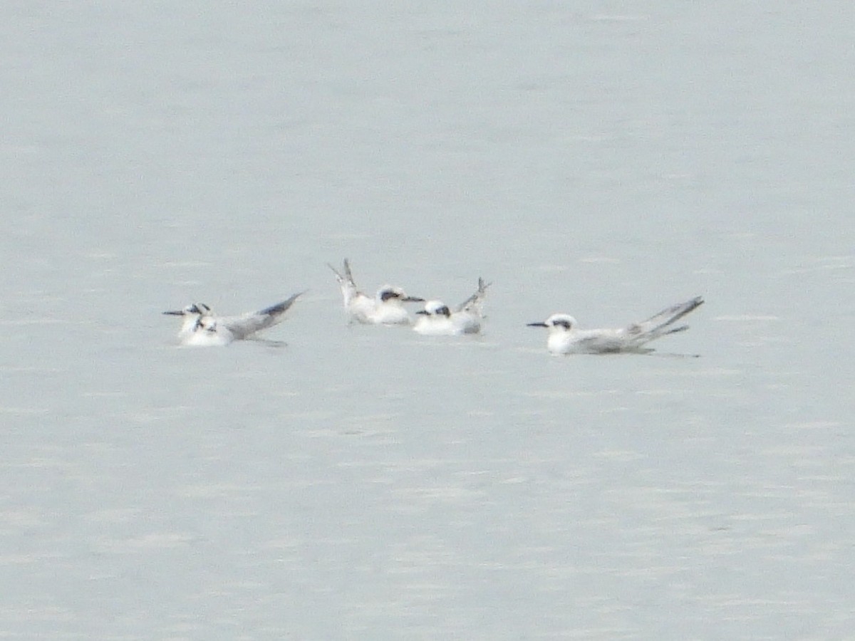 Forster's Tern - ML642081913