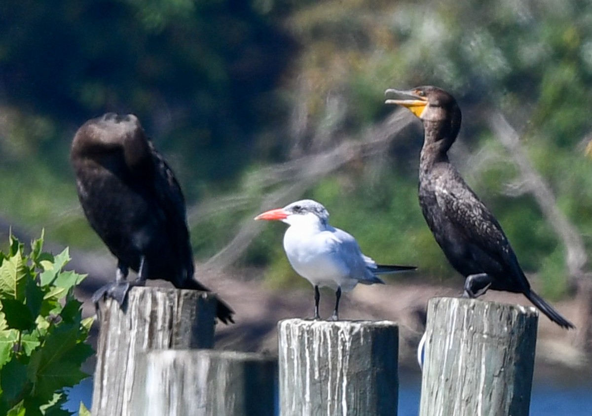 Caspian Tern - ML642081930