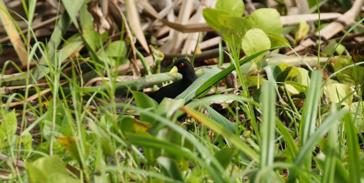 Black Crake - ML642081952