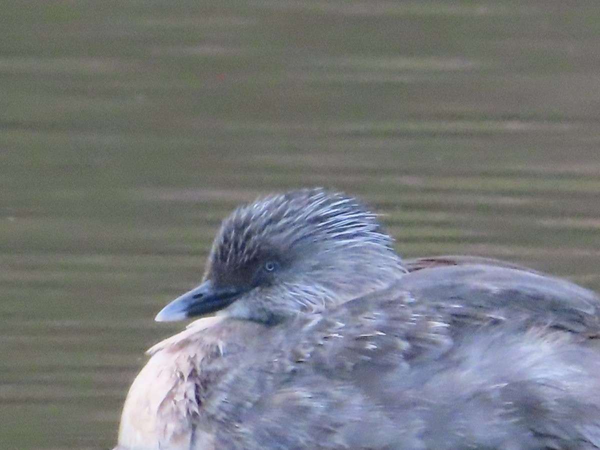 Hoary-headed Grebe - ML642081963