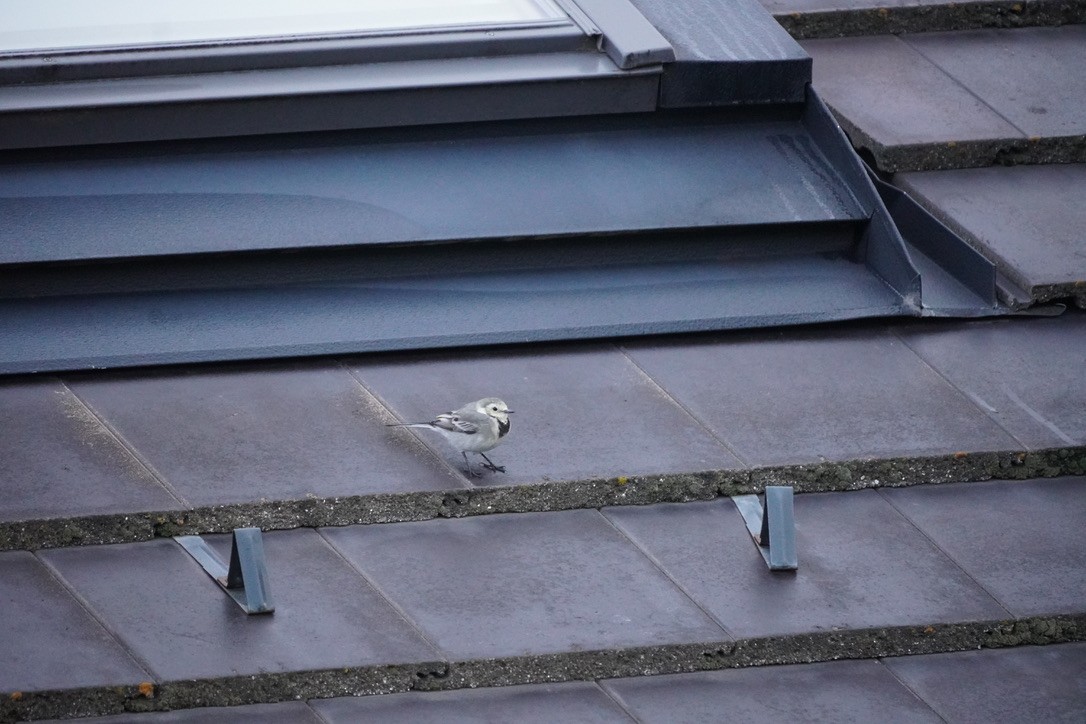 White Wagtail - ML642081967