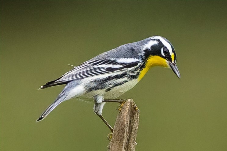 Yellow-throated Warbler - ML642081971