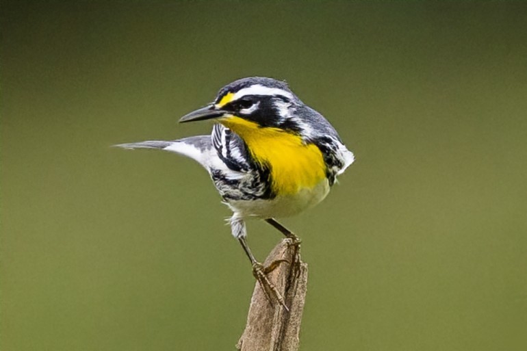 Yellow-throated Warbler - ML642081972