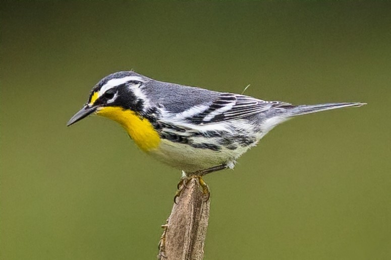Yellow-throated Warbler - ML642081973
