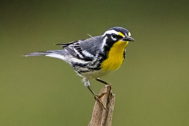 Yellow-throated Warbler - ML642081974