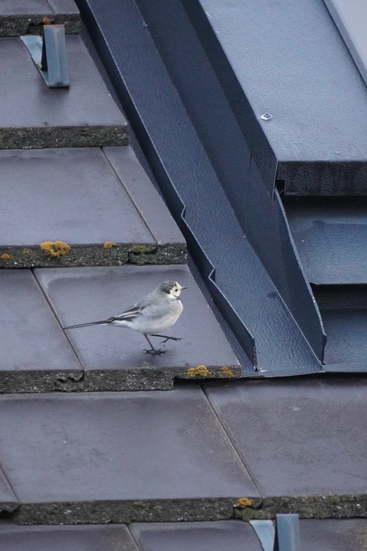 White Wagtail - ML642081978