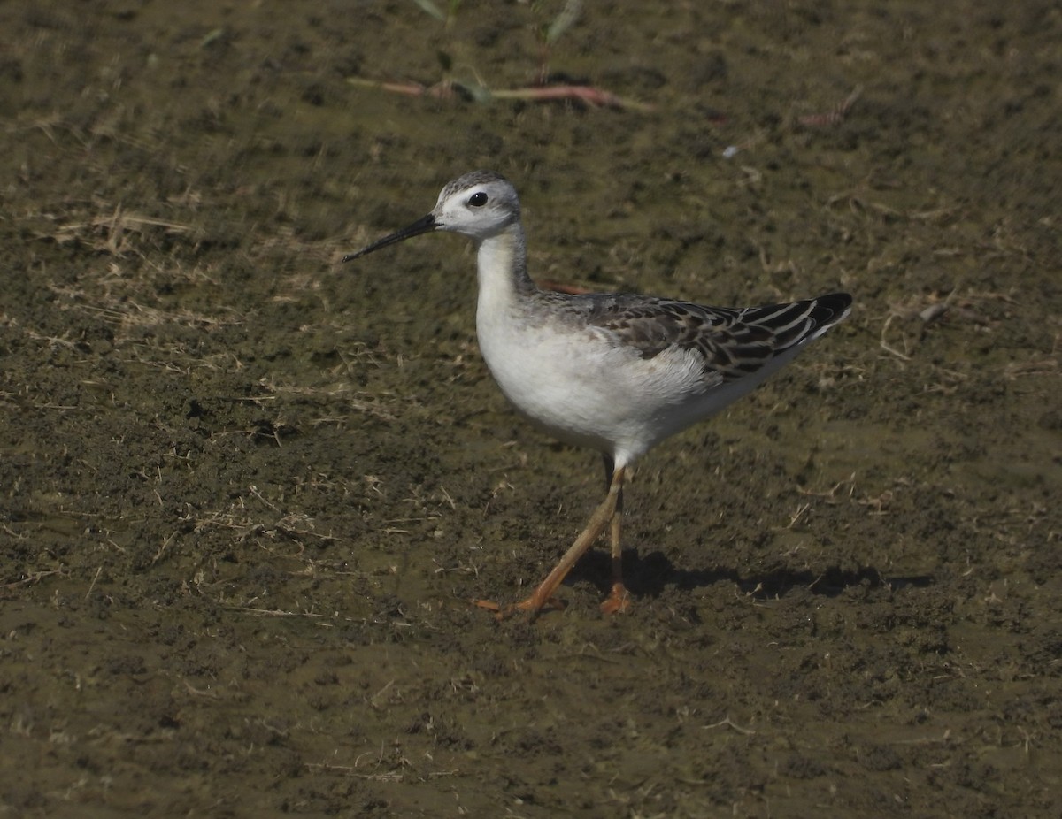 Phalarope de Wilson - ML642081982