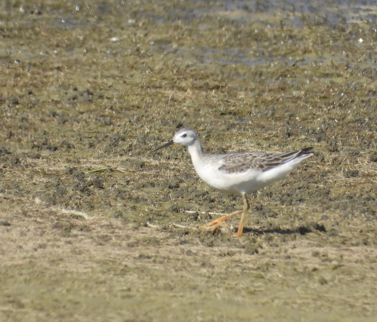 Phalarope de Wilson - ML642081983