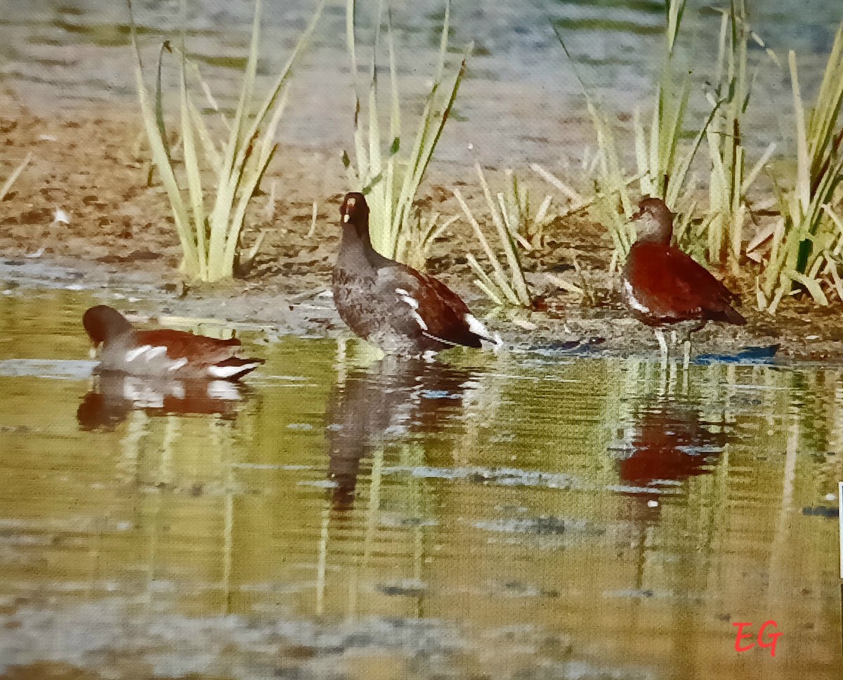 Common Gallinule - ML642081991