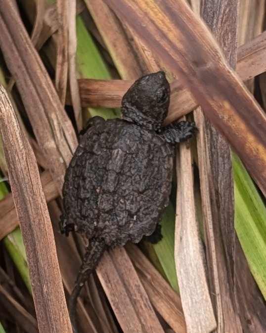 Animals - ML642081993