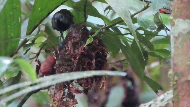 Salvadori's Antwren - ML642081995