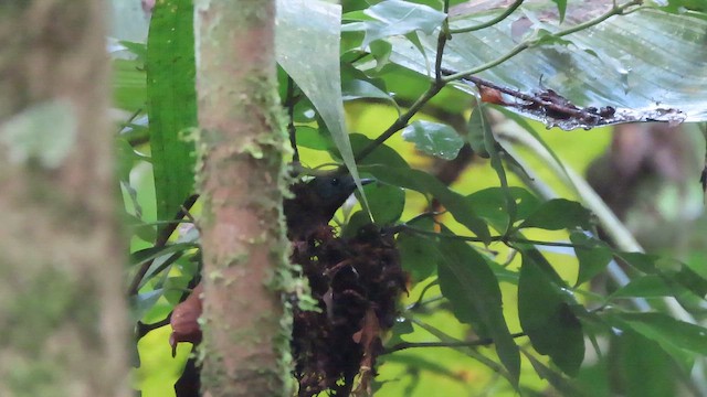 Salvadori's Antwren - ML642082005