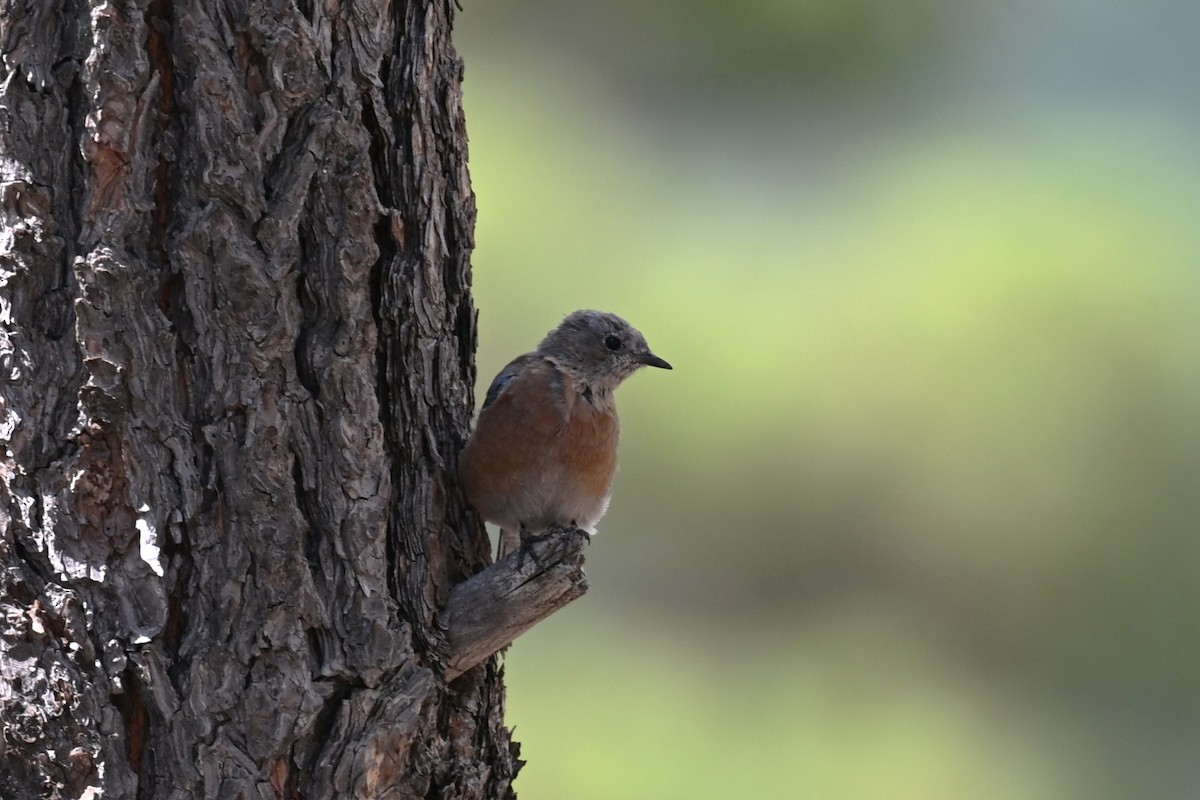 Western Bluebird - ML642082011