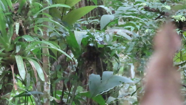 Salvadori's Antwren - ML642082024
