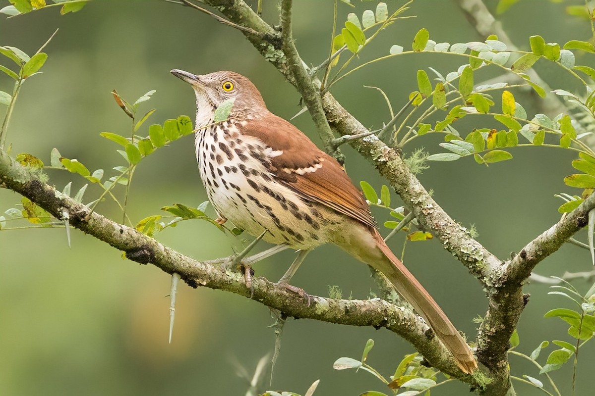 Brown Thrasher - ML642082034