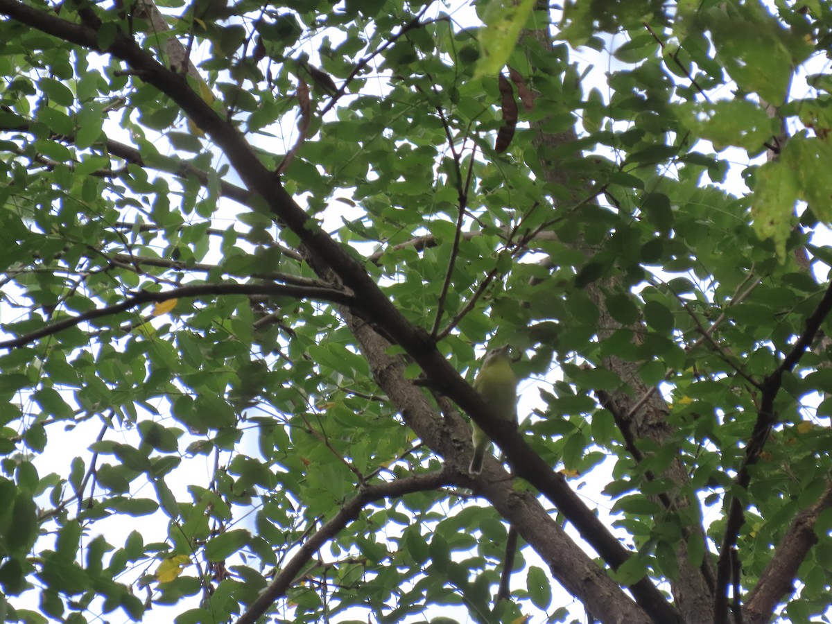 Philadelphia Vireo - ML642082042