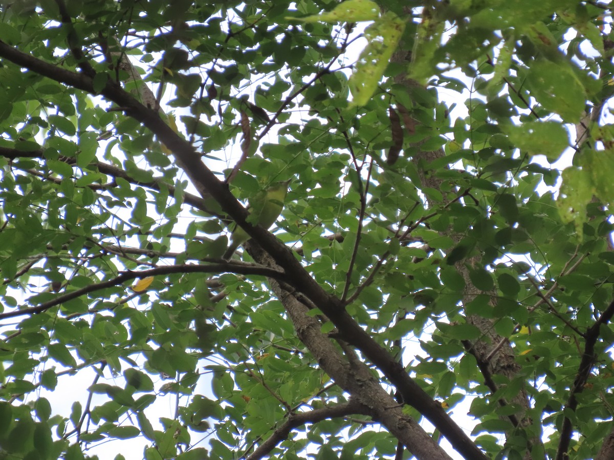 Philadelphia Vireo - ML642082043
