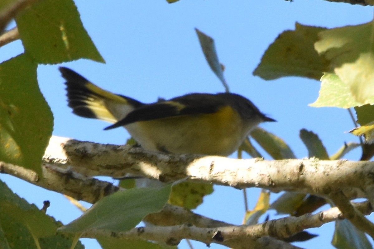 סבכון חכלילי - ML642082050