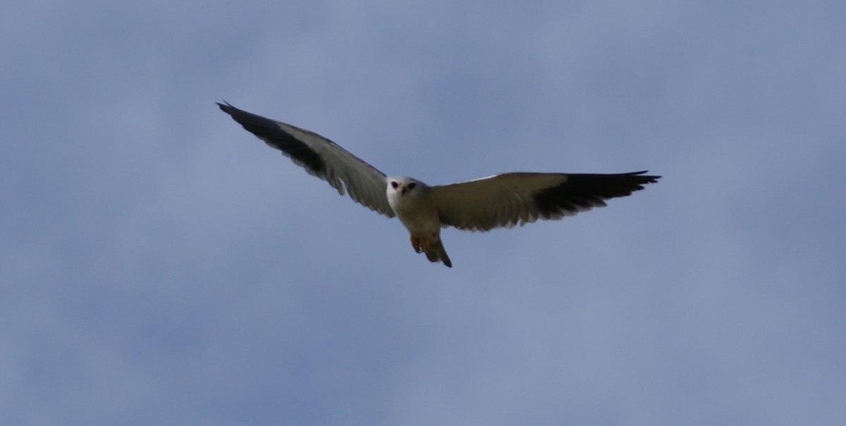Black-winged Kite - ML642082055