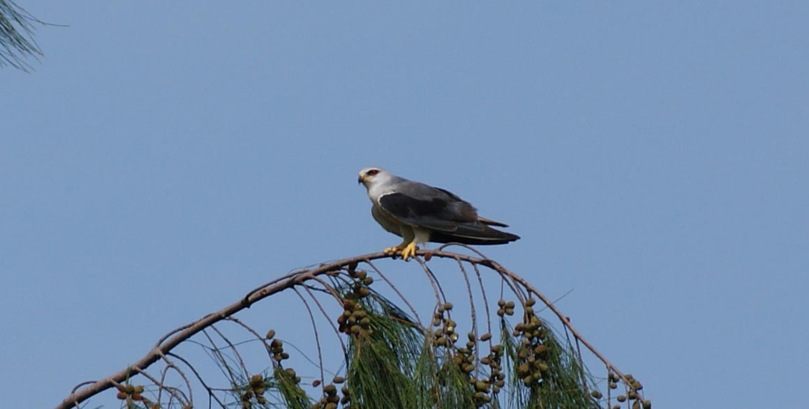 Black-winged Kite - ML642082056