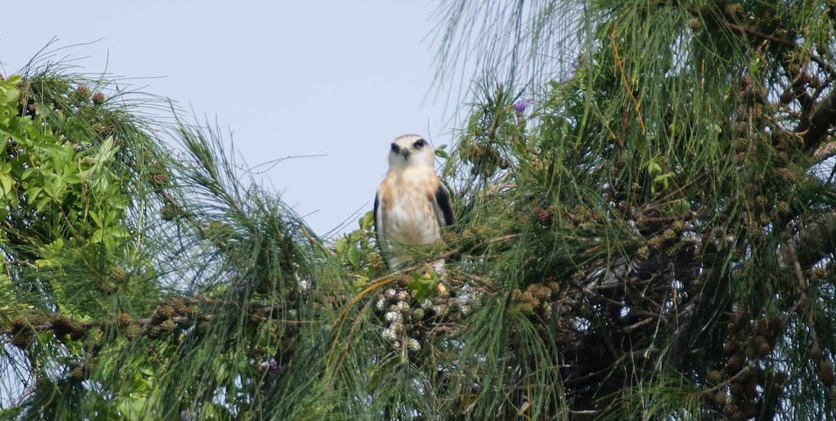 Black-winged Kite - ML642082057