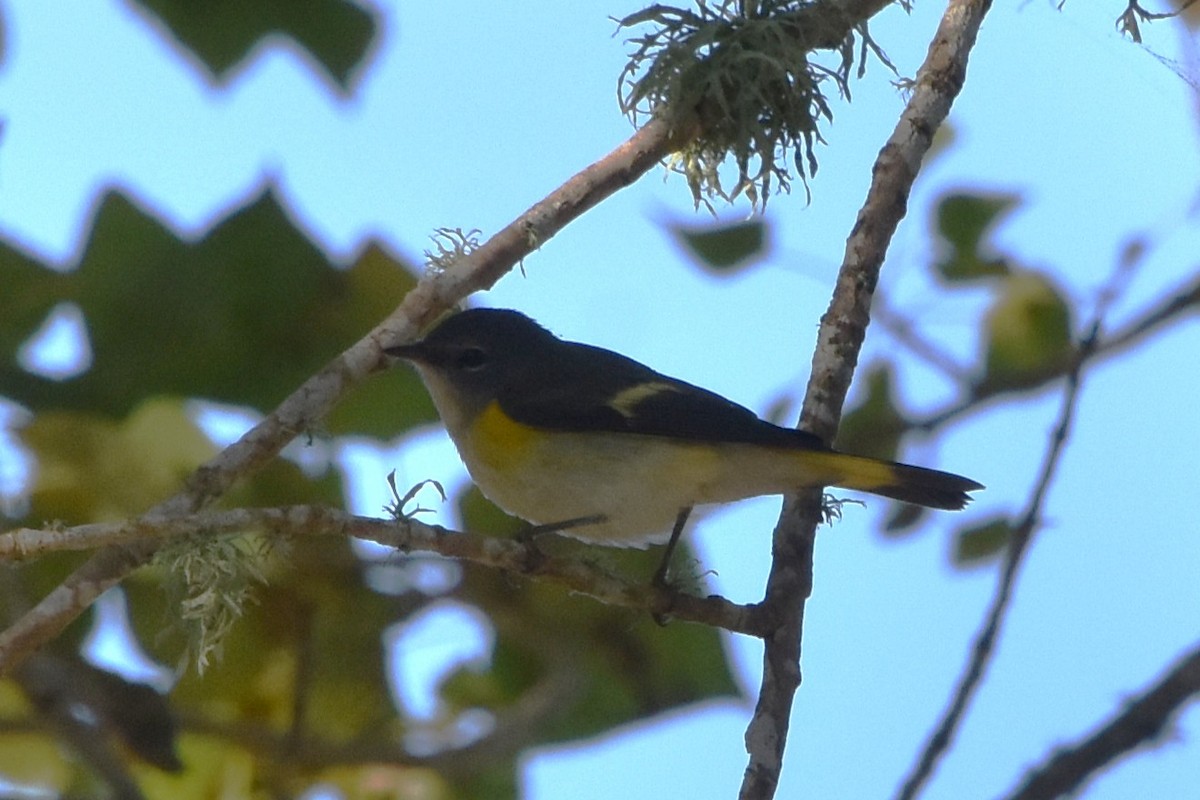 סבכון חכלילי - ML642082063