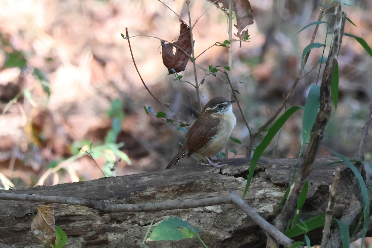 Carolina Wren - ML642082068