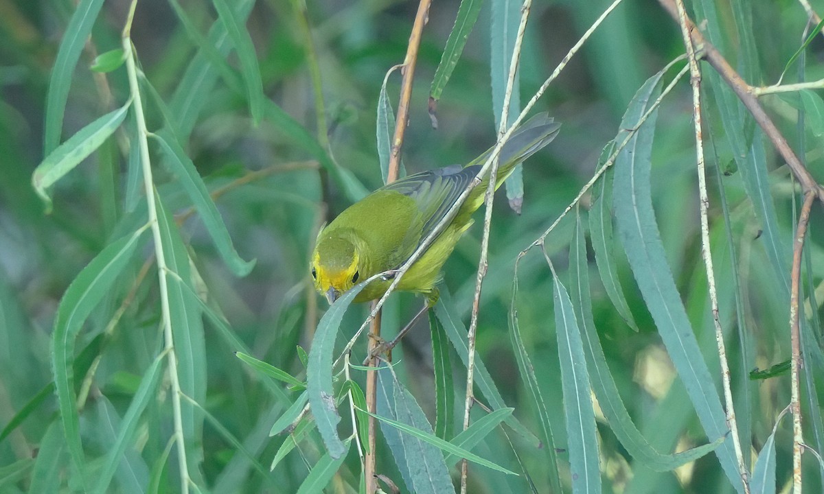 Малая вильсония - ML642082084