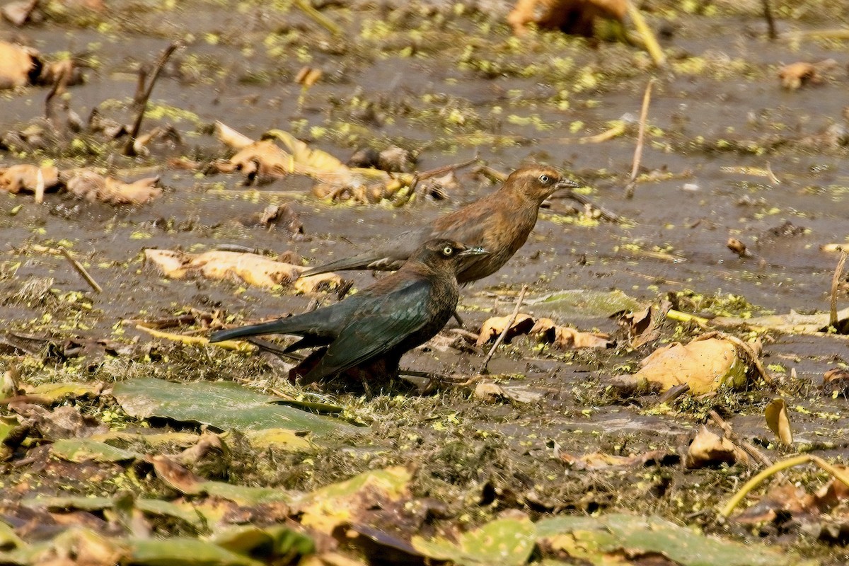 Rusty Blackbird - ML642082085