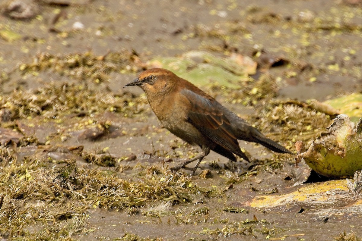 Rusty Blackbird - ML642082087