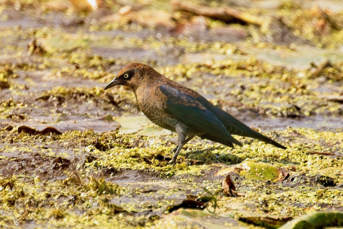 Rusty Blackbird - ML642082088