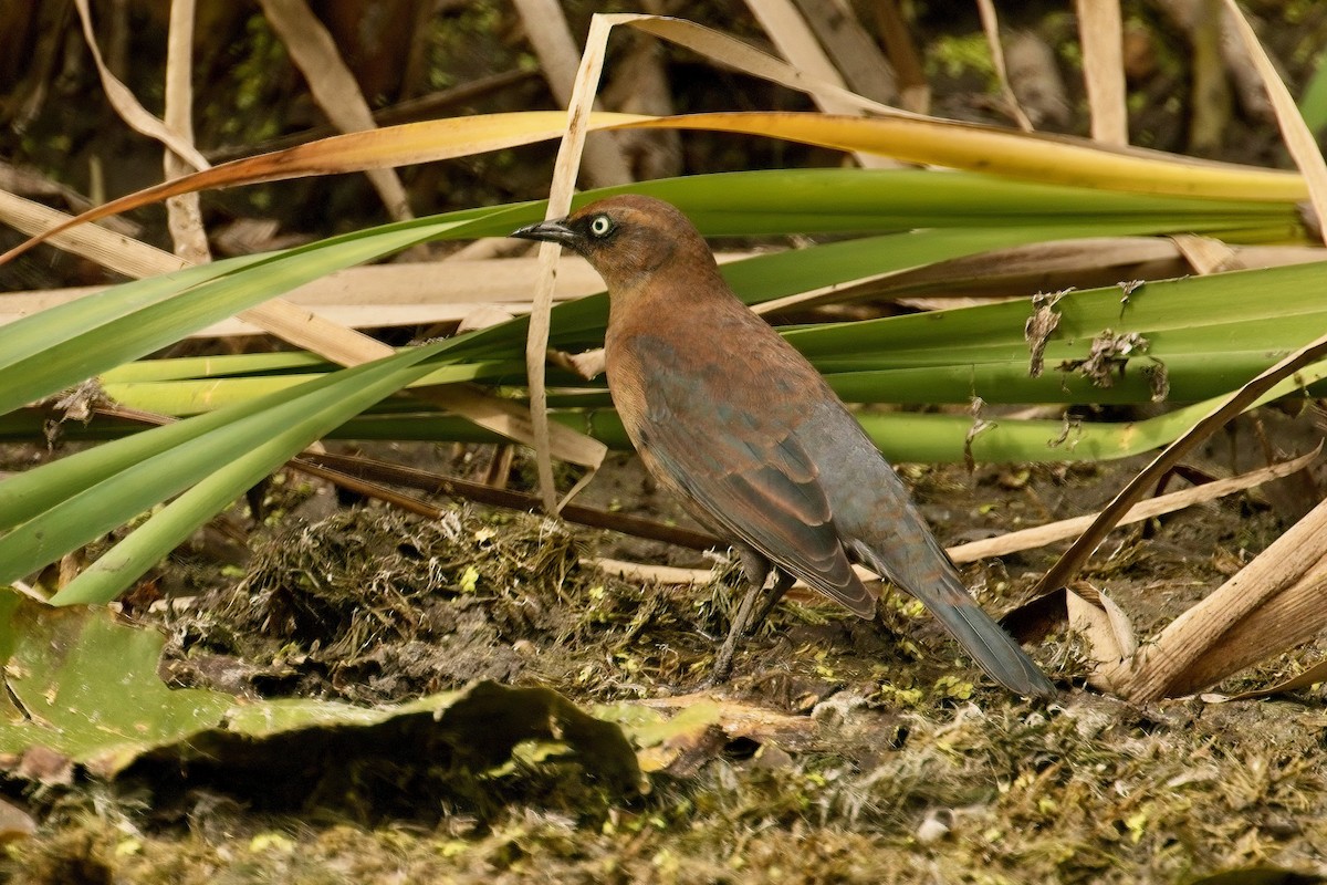 Rusty Blackbird - ML642082090