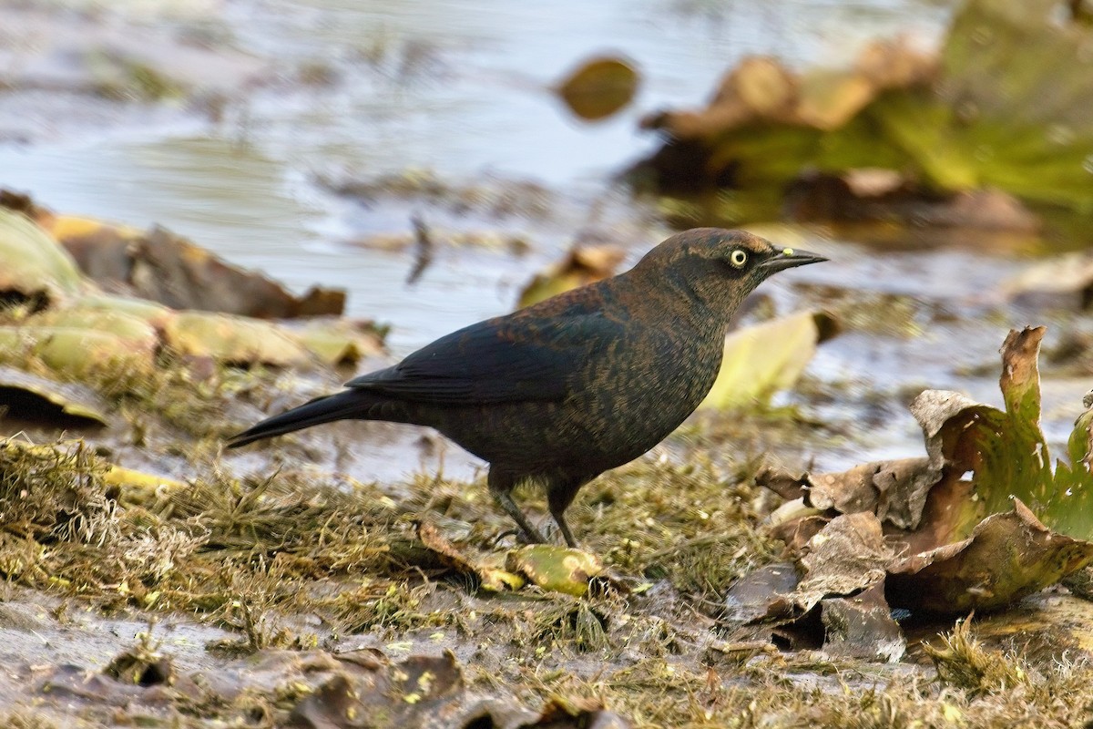 Rusty Blackbird - ML642082092