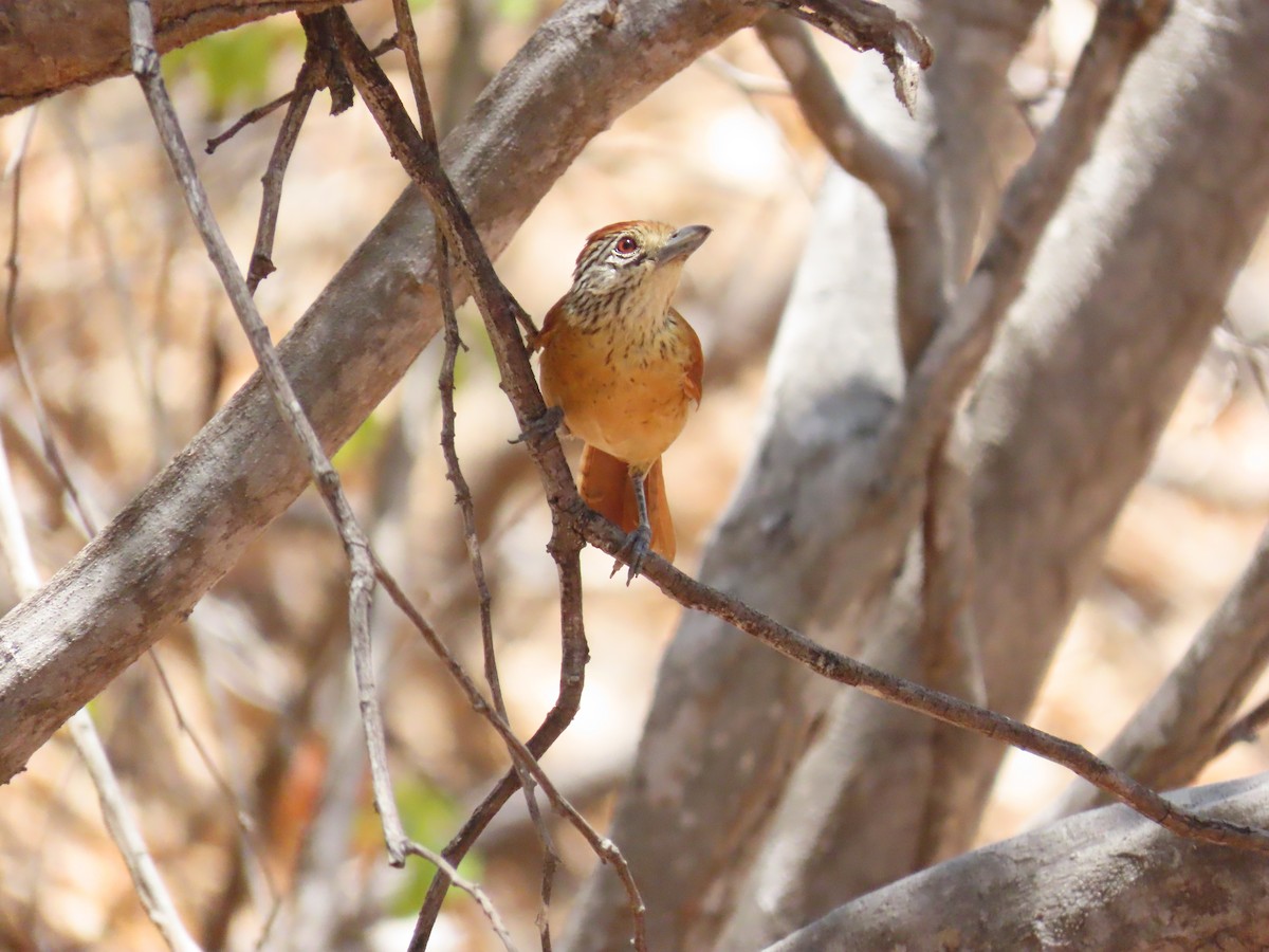 Barred Antshrike (Caatinga) - ML642082096