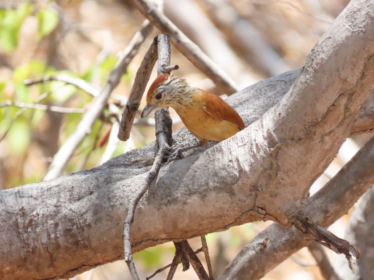 Barred Antshrike (Caatinga) - ML642082098