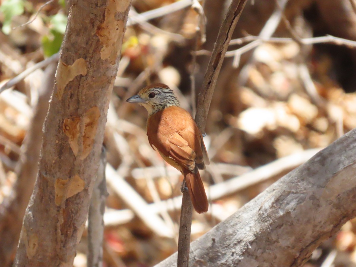 Barred Antshrike (Caatinga) - ML642082099