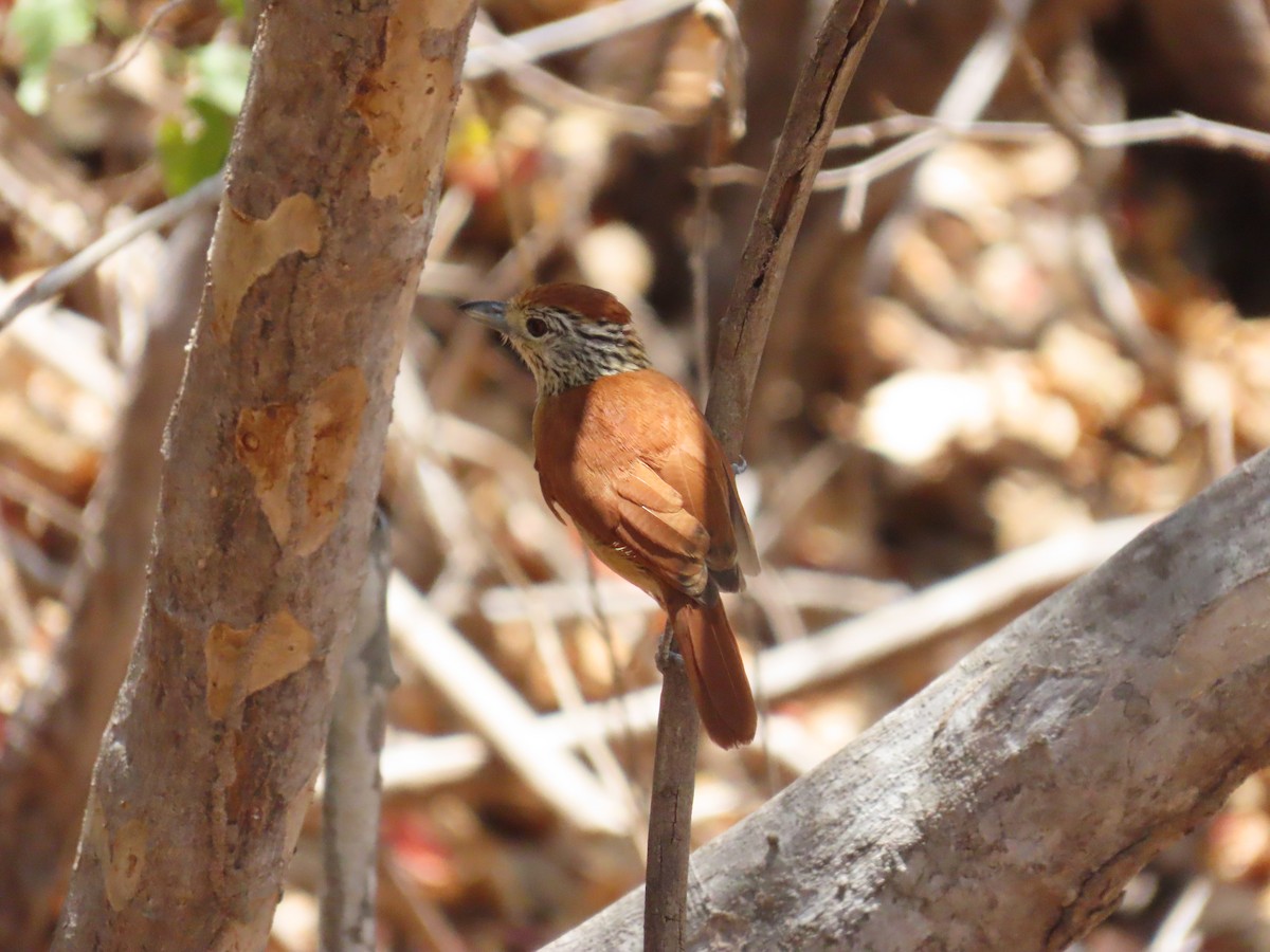 Barred Antshrike (Caatinga) - ML642082100