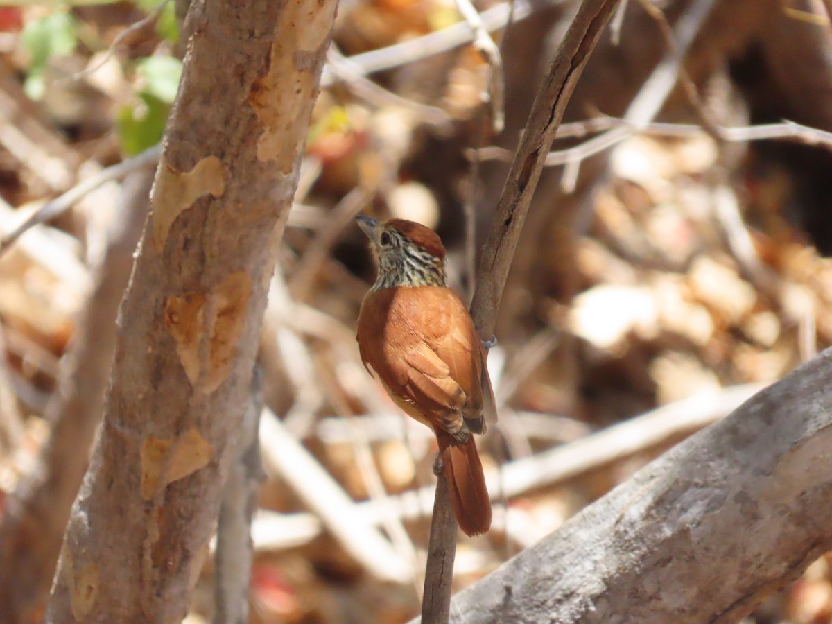 Barred Antshrike (Caatinga) - ML642082103