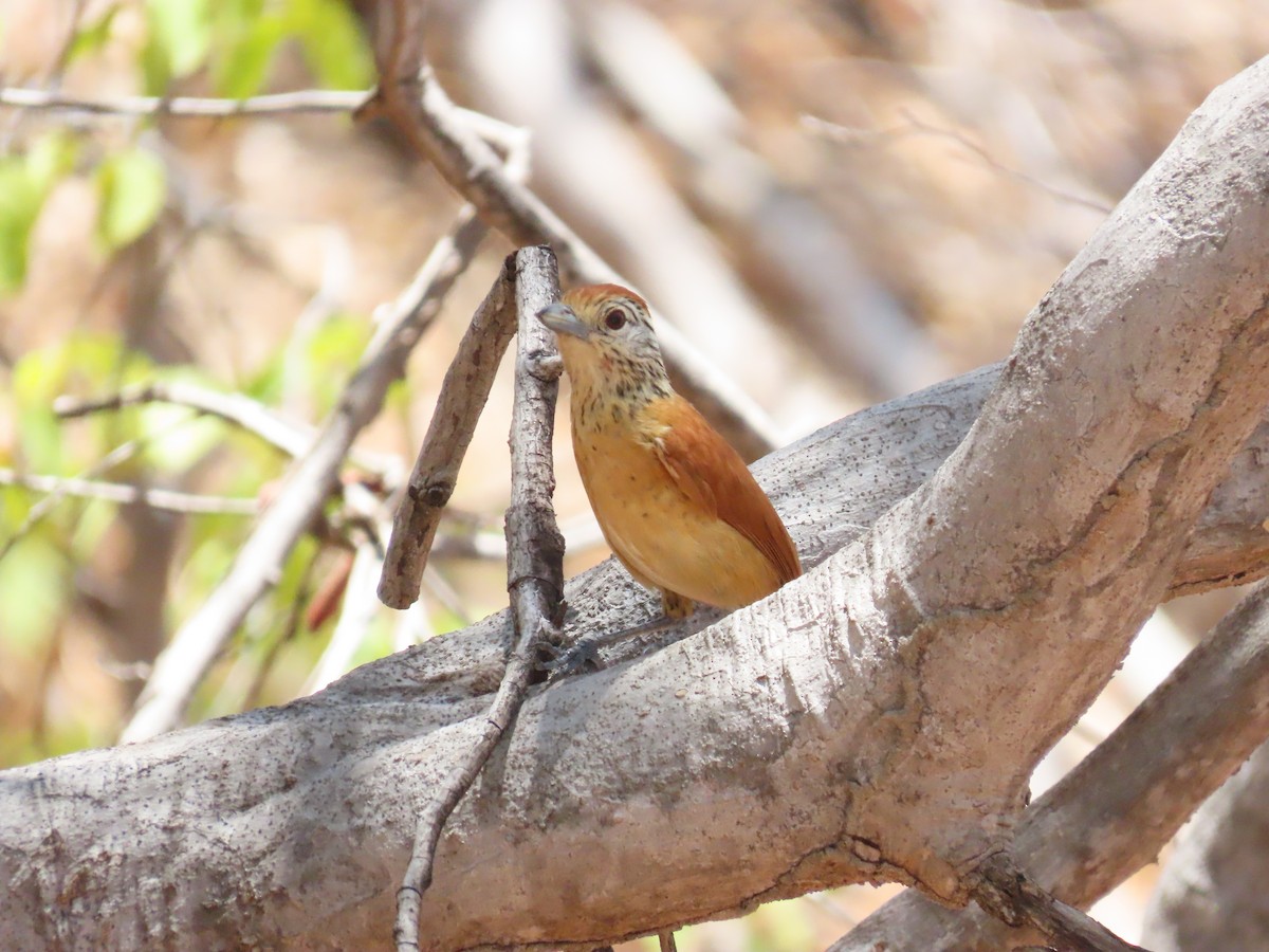 Barred Antshrike (Caatinga) - ML642082104
