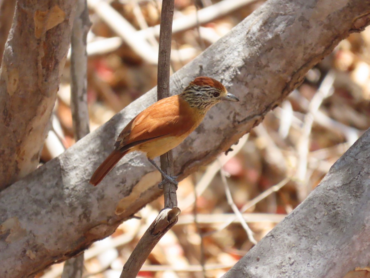 Barred Antshrike (Caatinga) - ML642082105