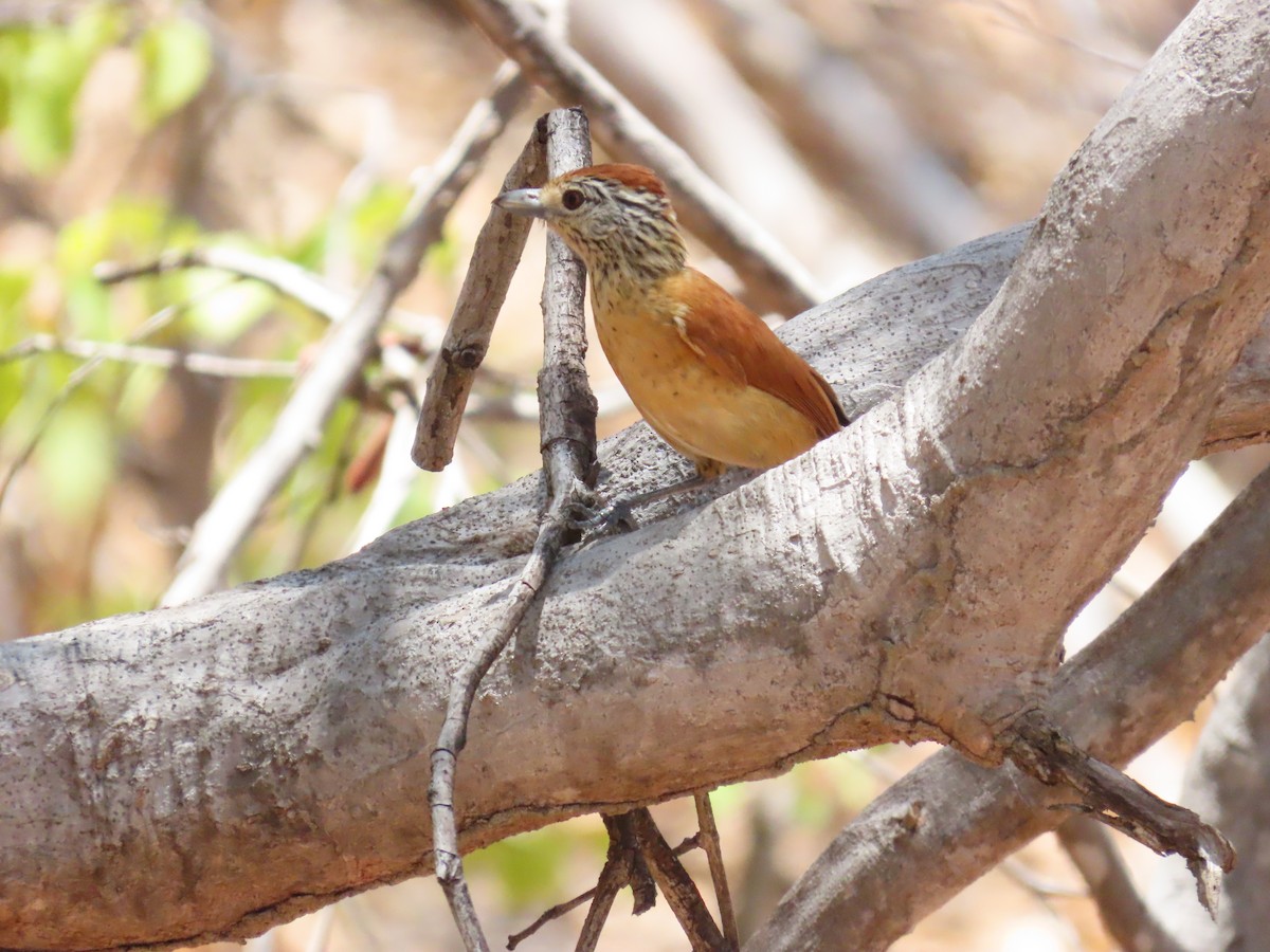 Barred Antshrike (Caatinga) - ML642082106