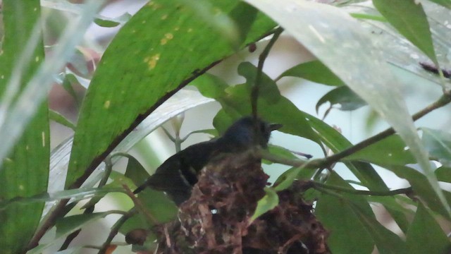 Salvadori's Antwren - ML642082114