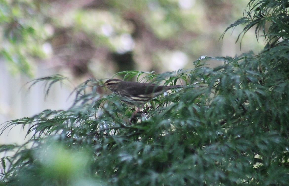Northern Waterthrush - ML642082126