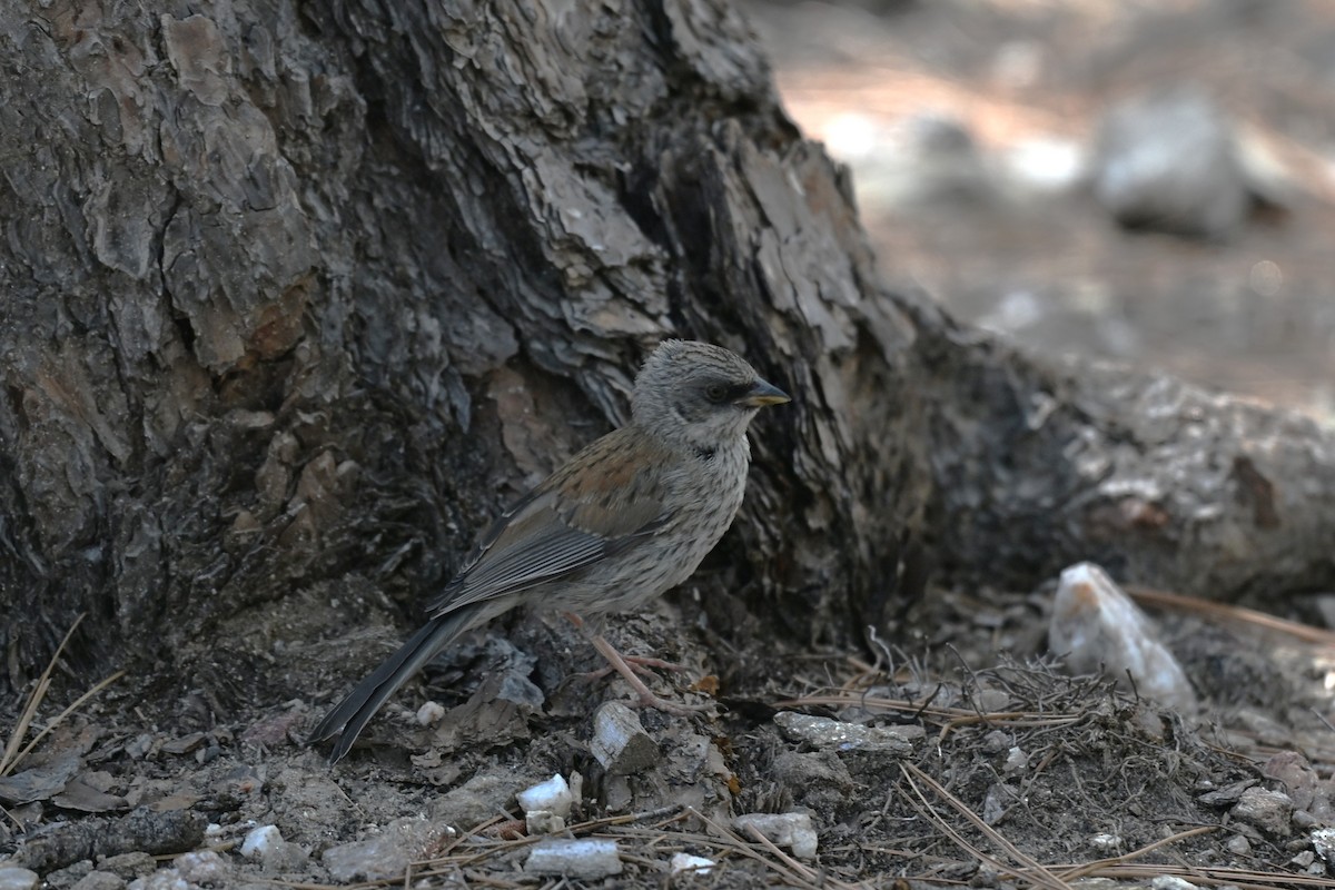 guløyejunko - ML642082127