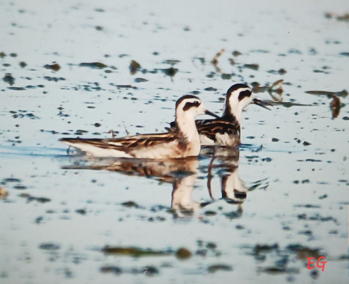 Red-necked Phalarope - ML642082128