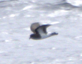 Black-bellied Storm-Petrel - ML642082131
